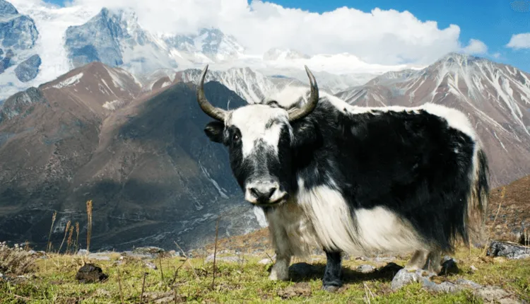 Langtang Valley and the 2015 Earthquake