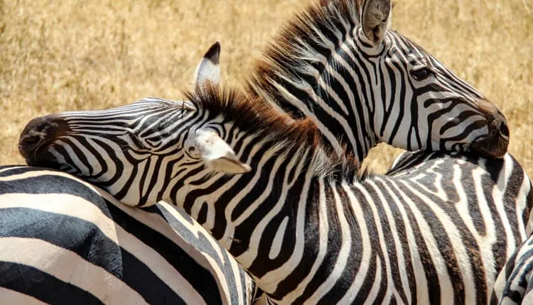 4-day Mount Meru climb 4