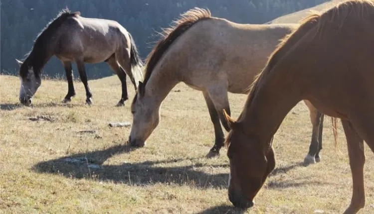 Tusheti to Khevsureti via Atsunta Pass trek 2