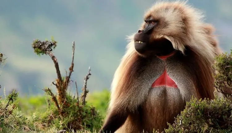 Trekking extendido en las montañas  Simien 6