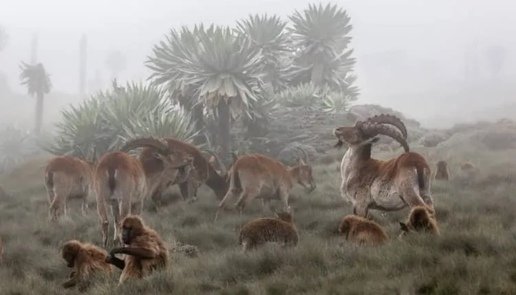 6 days in the Simien Mountains 4