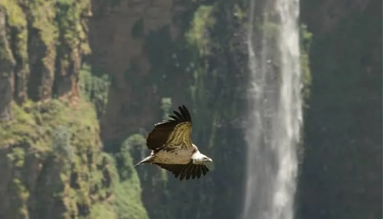 6 days in the Simien Mountains 2