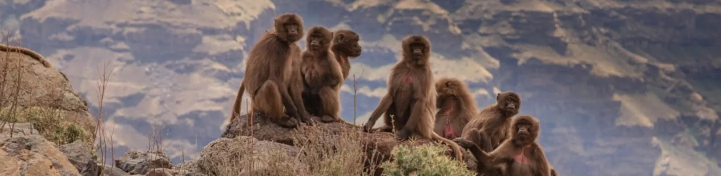 Best of Simien Mountains trek