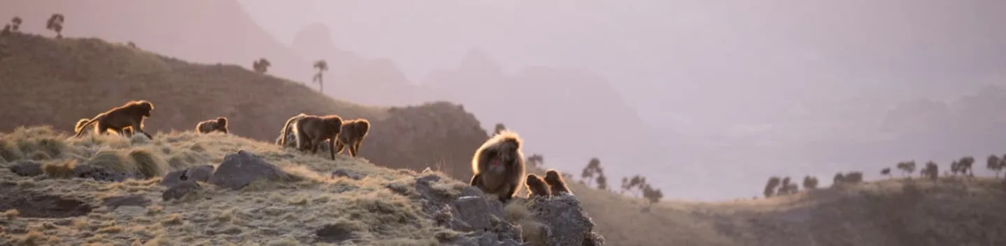 5-day Simien Mountaints Trek