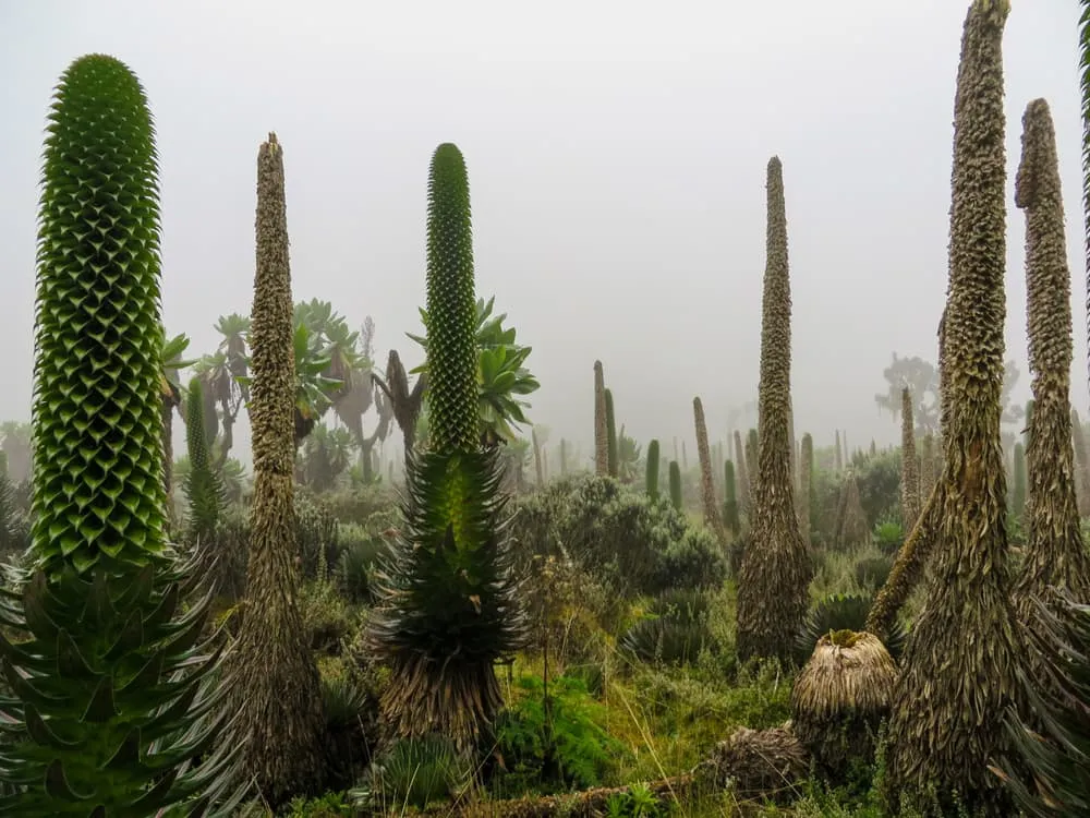 Gorilla Trekking & Rwenzori Mountain Hiking tour 5