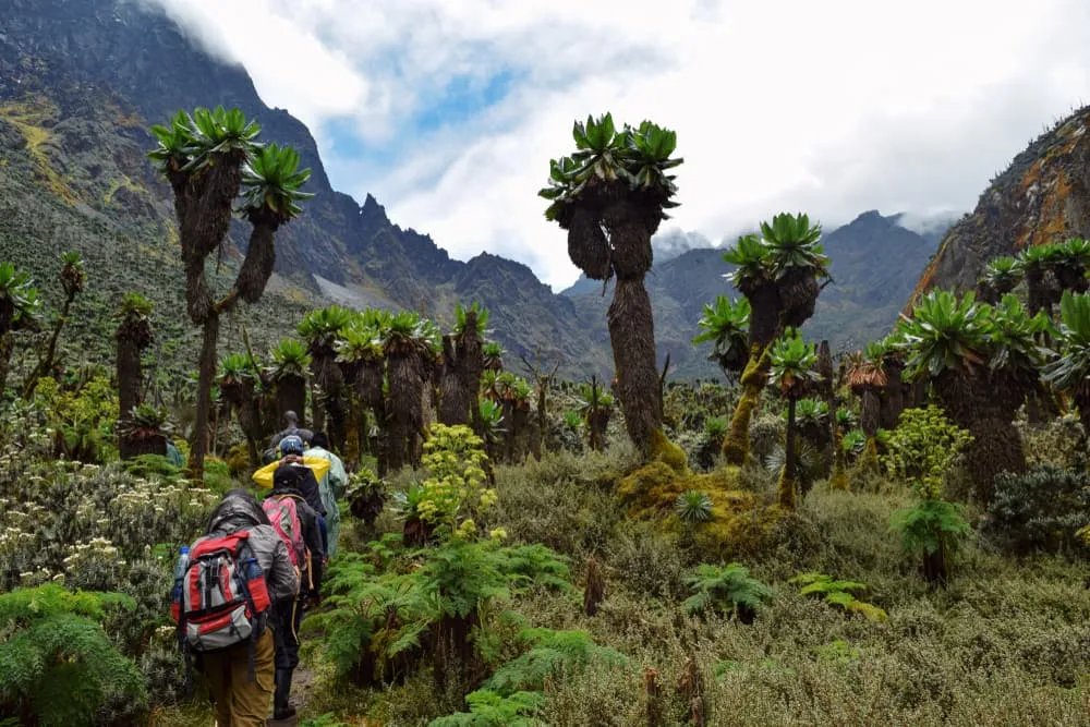 Gorilla Trekking & Rwenzori Mountain Hiking tour 1