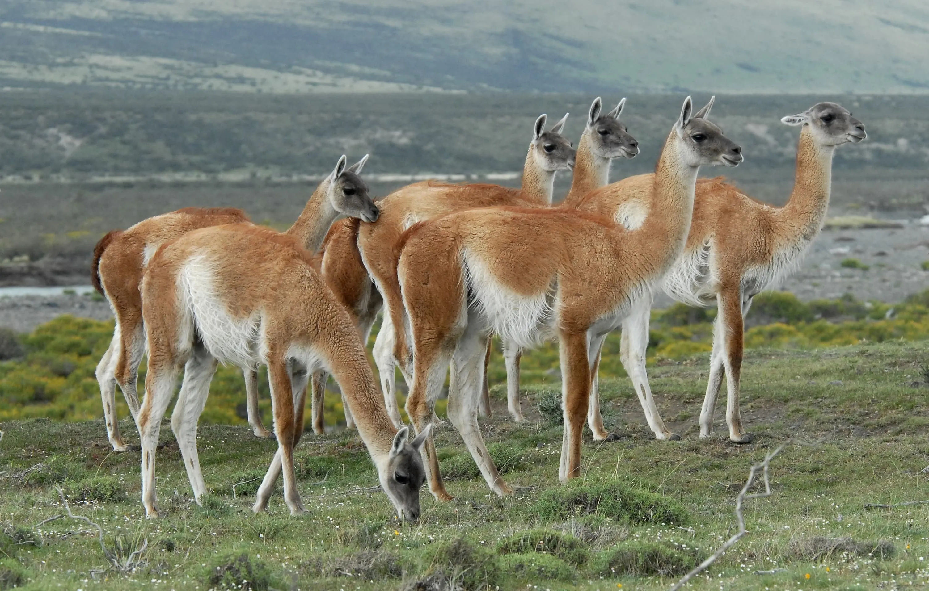 How to get to Torres del Paine from Puerto Natales? 