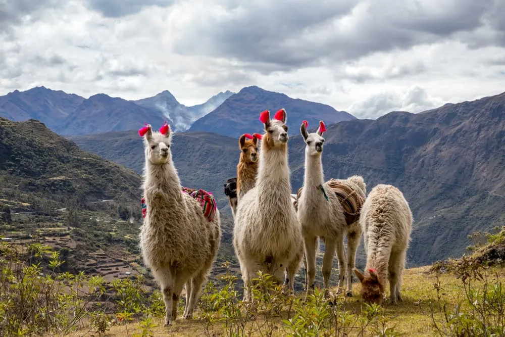 Lares Trek: The Best Alternative to Machu Picchu - Peru