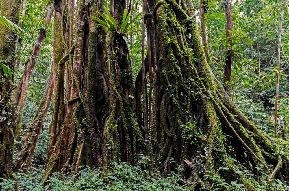 Nam Oun Wilderness Trail