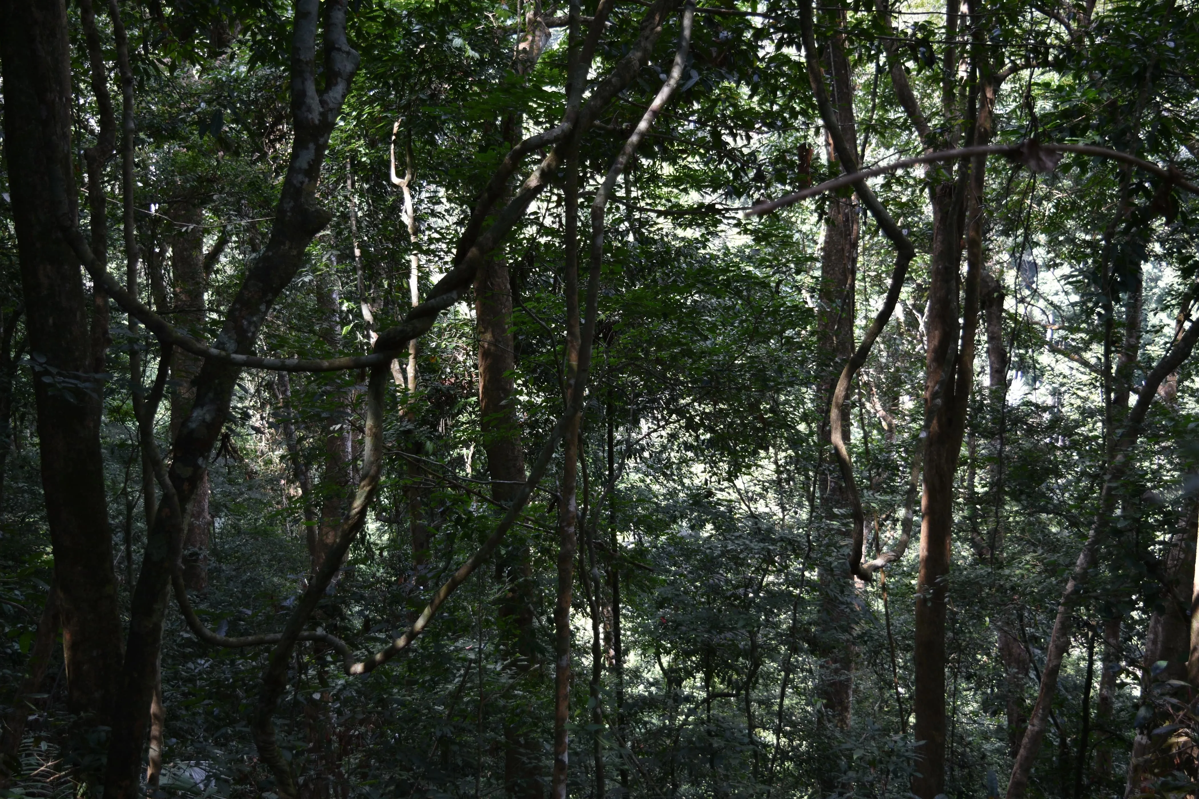 Safari on the Nam Ha National Protected Area 1