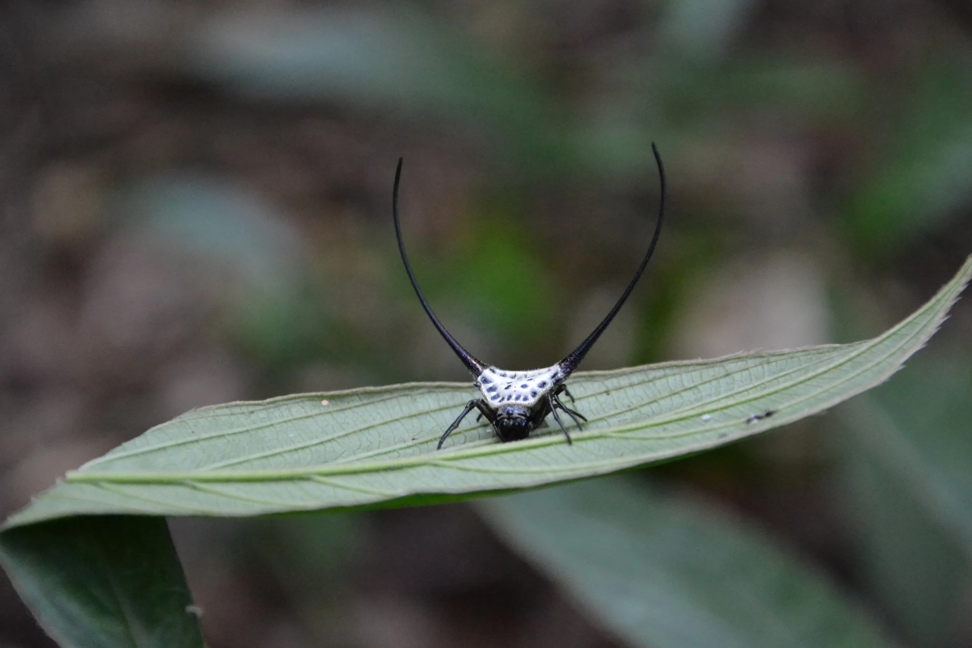 Namha Villages Experience Trek 4