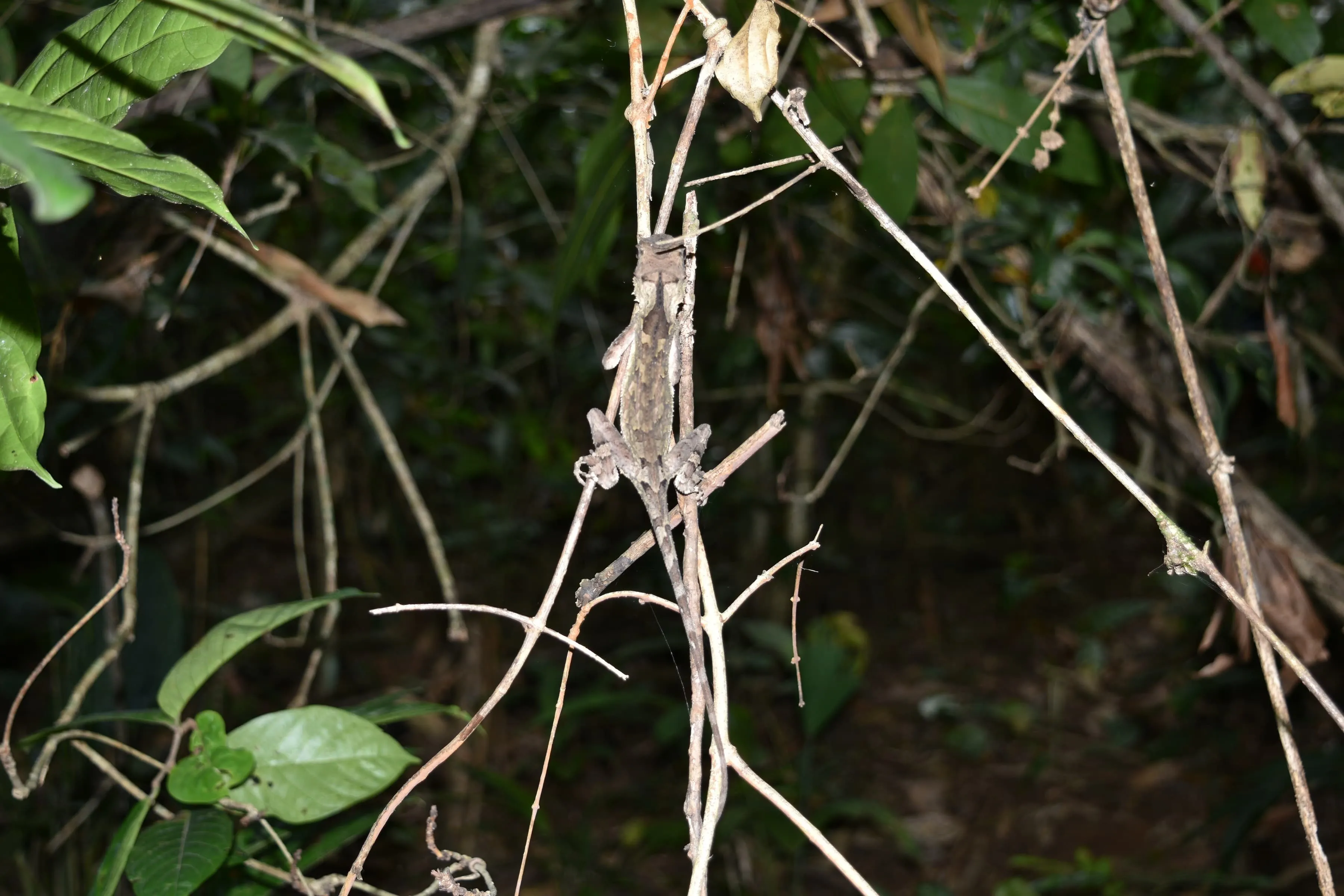 Nam Oun Wilderness Trail 2