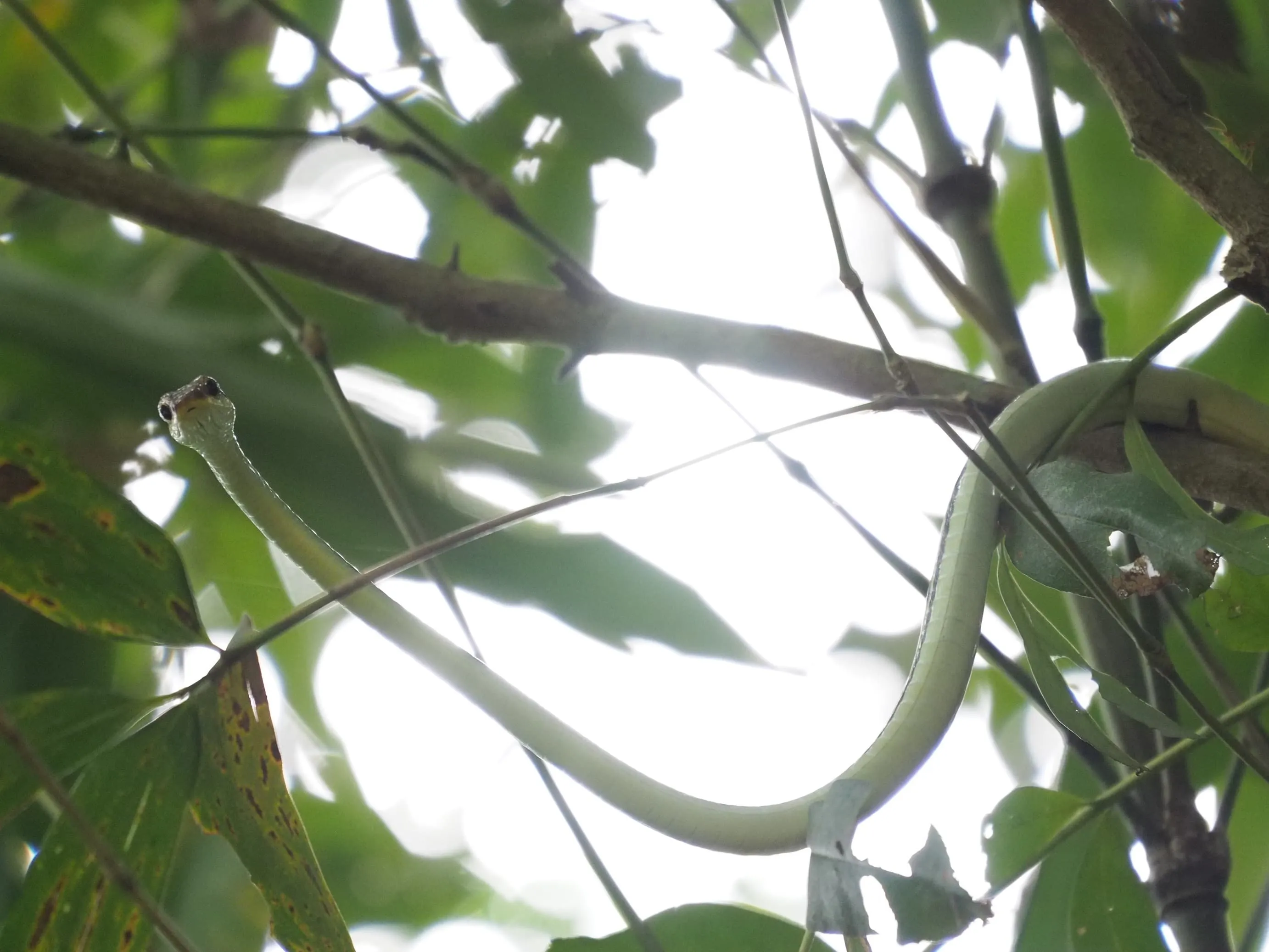 Nam Oun Wilderness Trail 5