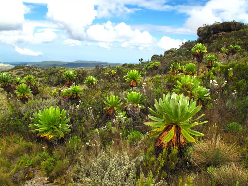 Mount Elgon Trekking & Sipi Falls