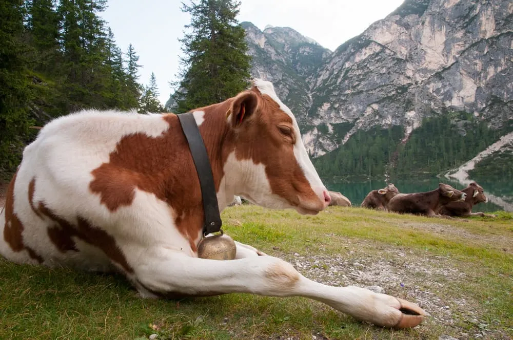 Southern Alta Via 1 6