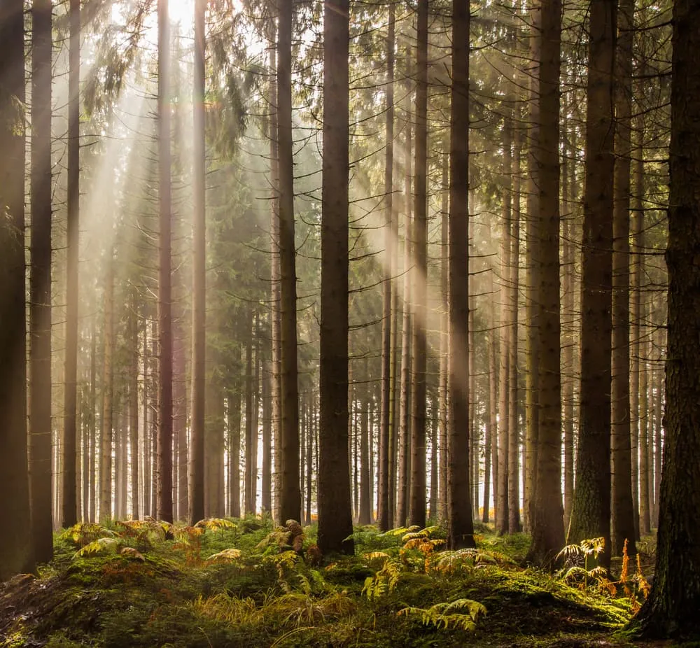 Eifelsteig 5 days - long weekend 3