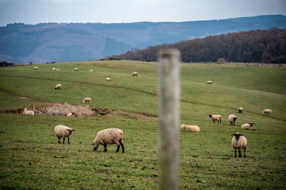 Eifelsteig 5 days - long weekend 5