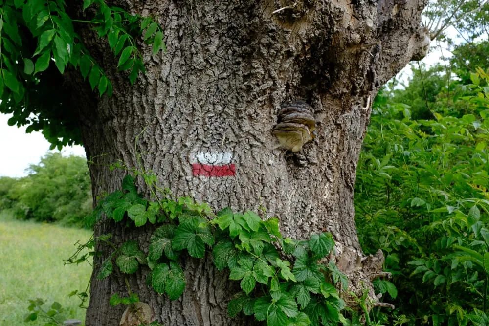 7. The Pieterpad in The Netherlands