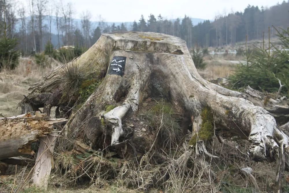 Full Rothaarsteig (10 days) - Bookatrekking.com 3