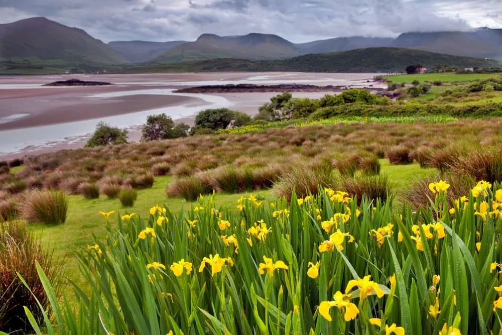 Dingle Way - Classic