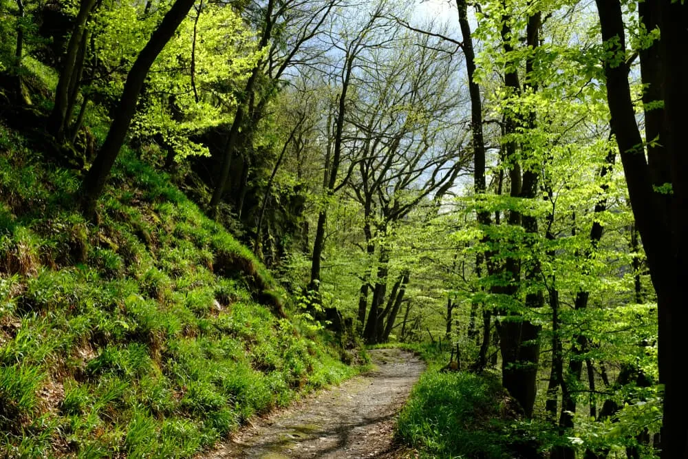 2. Hiking in the Eifel in Germany: The Eifelsteig