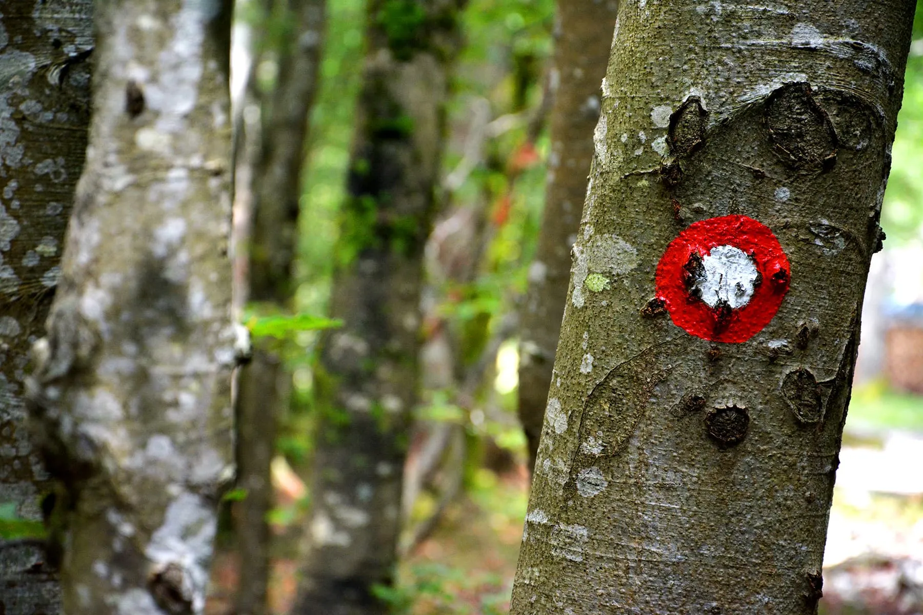 Ascensión al Monte Triglav (Autoguiada) 5
