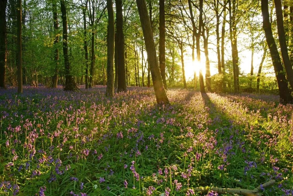 Cotswold Way - Intensive 2