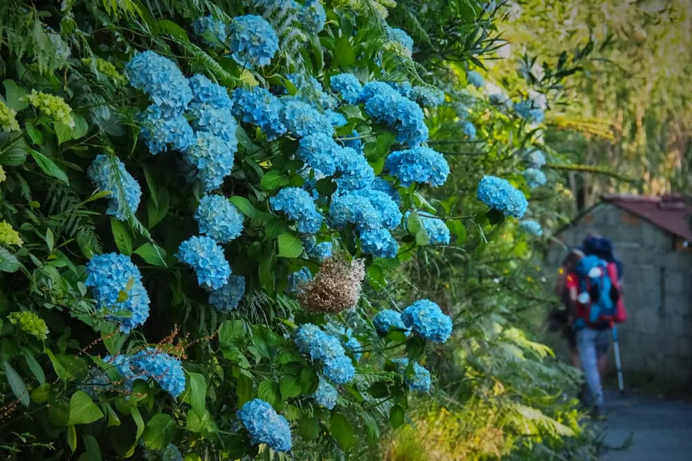 Camino Portugués: Tui to Santiago 8