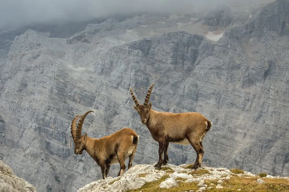 Mount Triglav Climb (Self Guided) 13