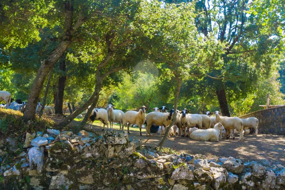 Fast Menalon Trail - with Accommodation in Stemnitsa and Lagkadia 6