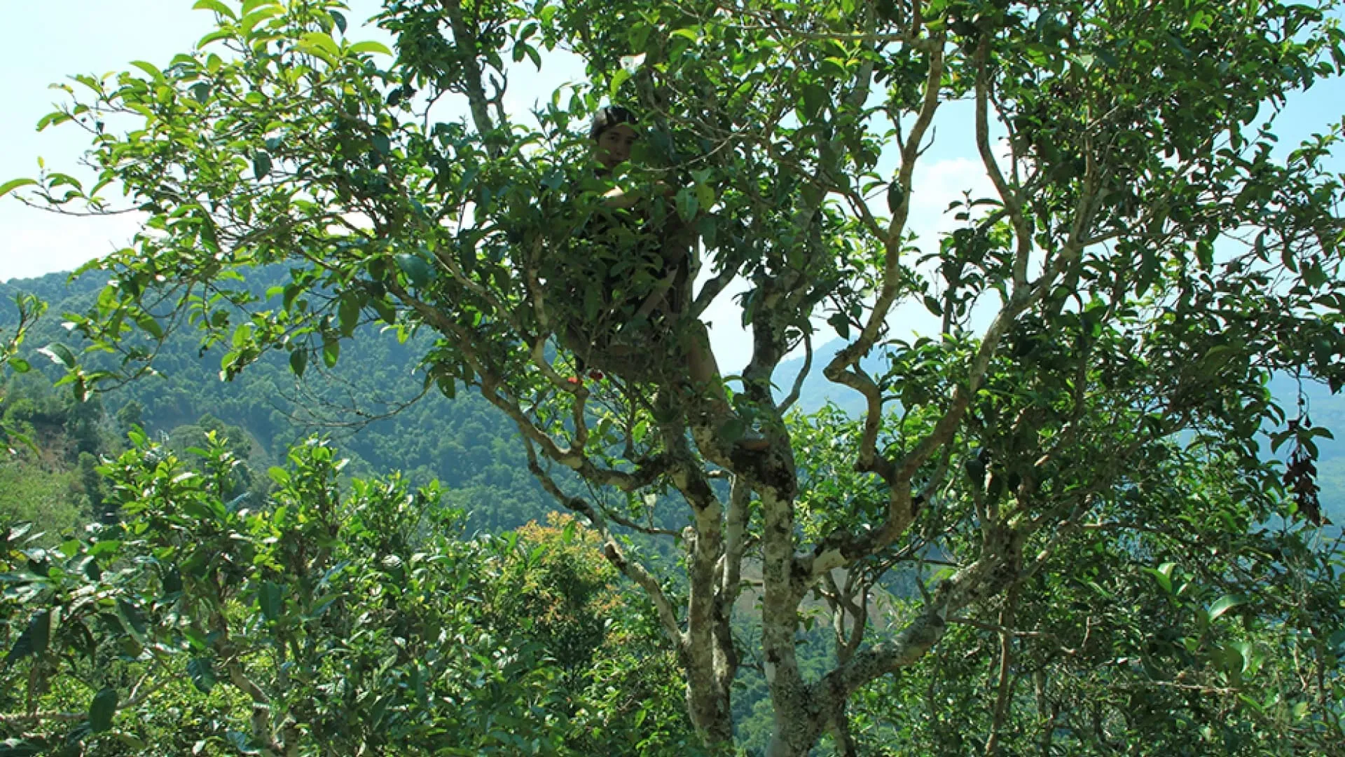 Under Hundred Years Old Trees