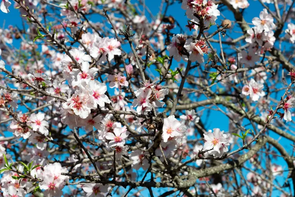 What Will I Encounter Along the Via Algarviana?