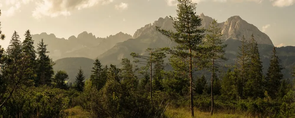 What Is the Best Season for the Kaiserkrone?