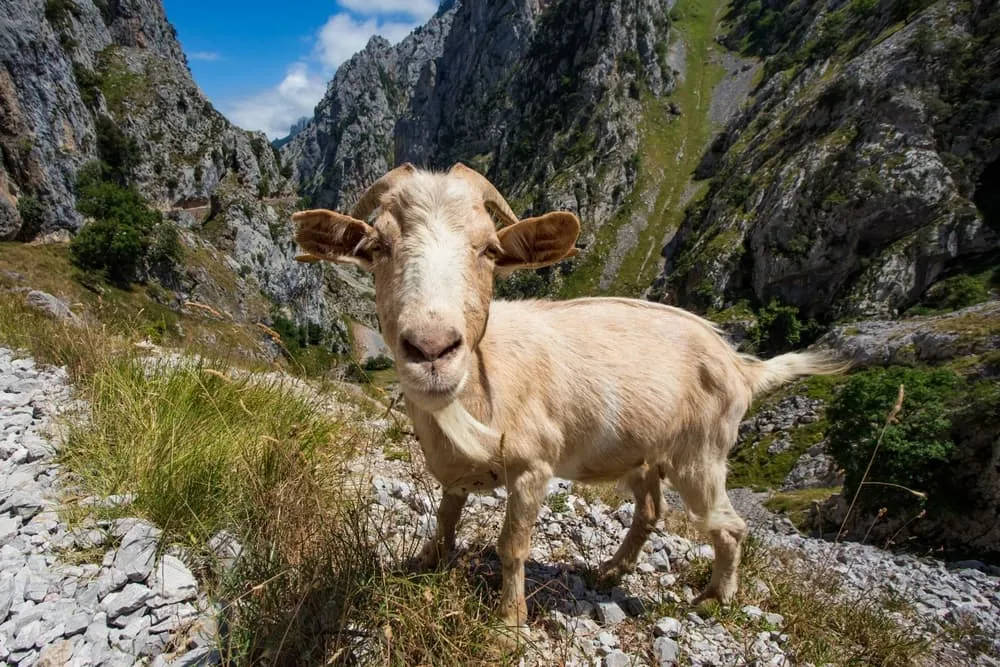 Comment se rendre aux Picos de Europa ?
