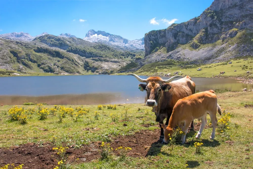 Quelle est la meilleure saison pour les Picos de Europa ?