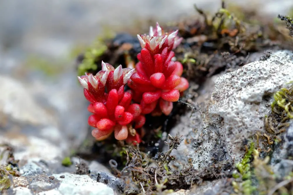 Combien coûte une randonnée de refuge en refuge dans les Picos de Europa ?