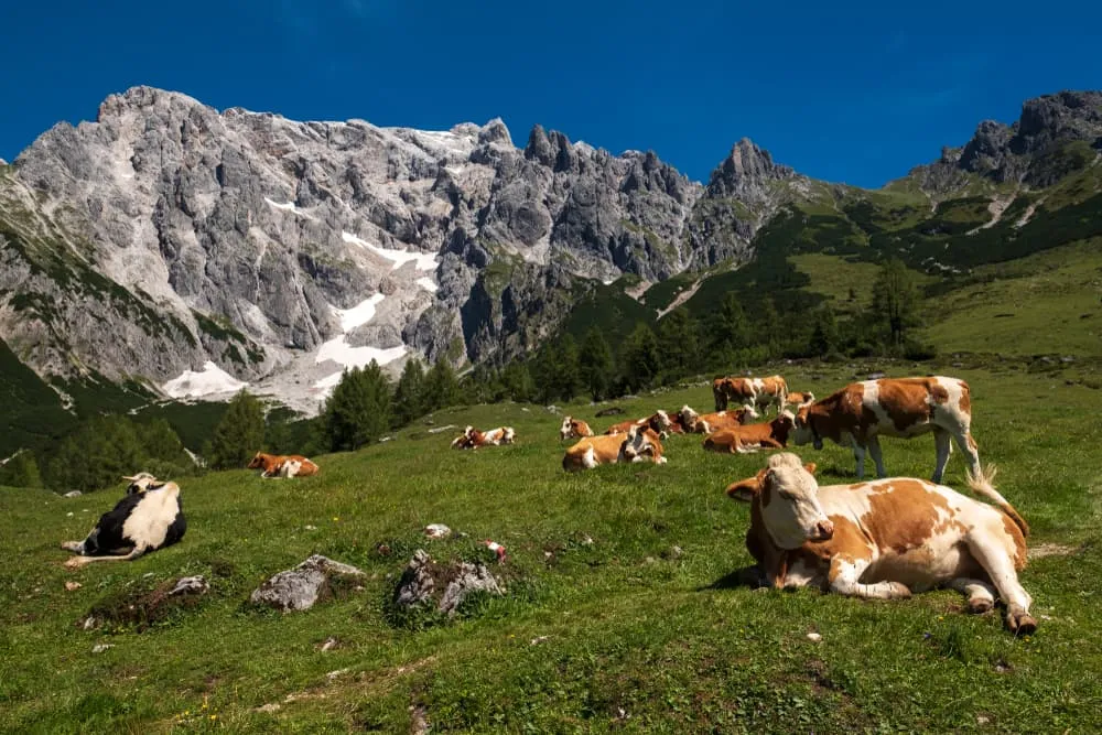 Salzburger Almenweg around Hochkönig - Dog Friendly 6