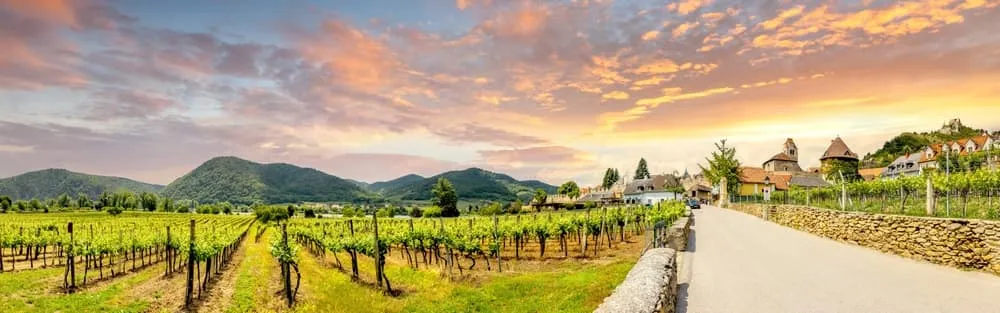 Paseo y Vino en el Wachau 6
