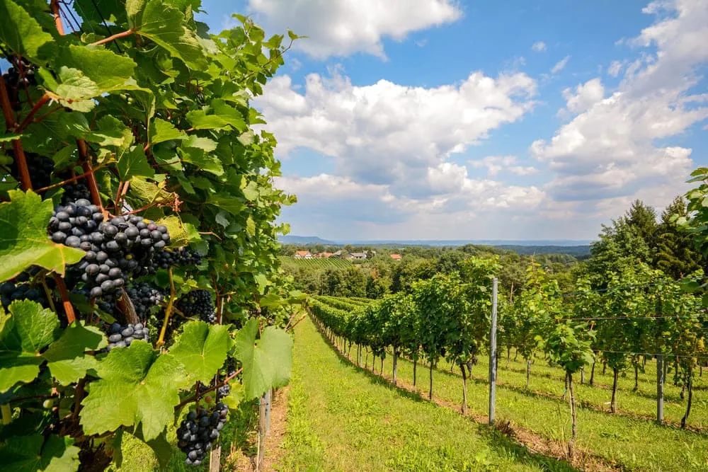 Wine & Food in Southern Styria 5