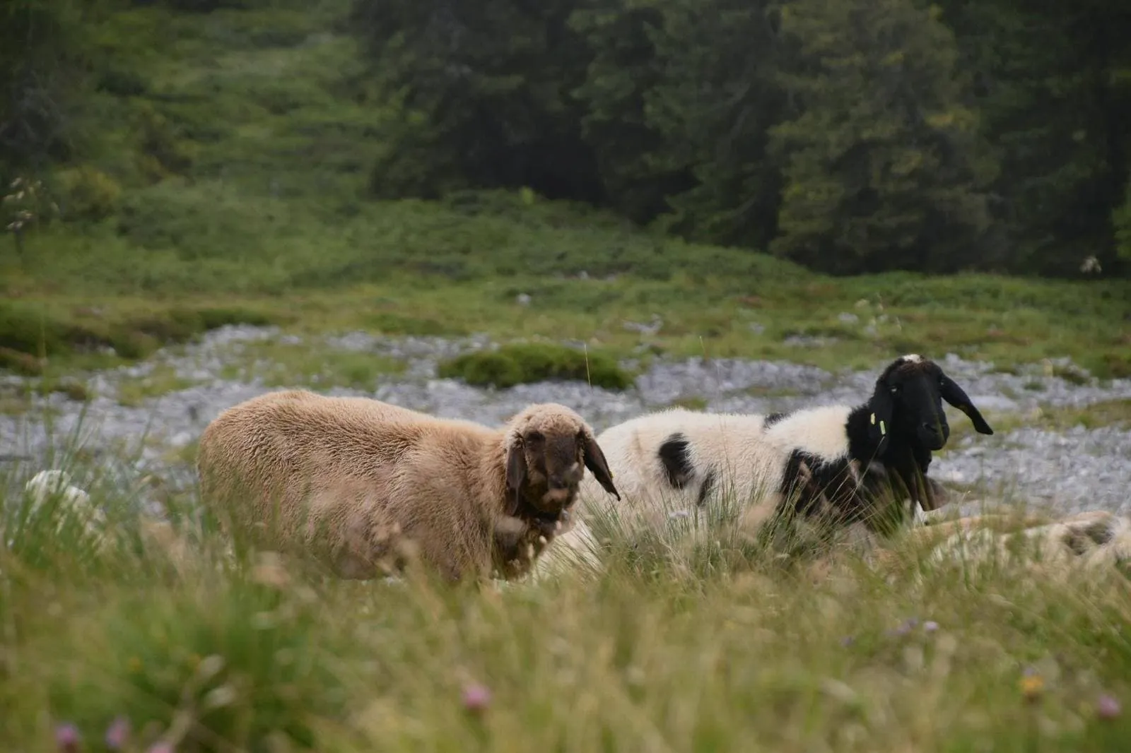Salzburger Sportwelt - Inklusive boende före och efter 2